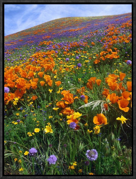 East Urban Home California Poppy And Other Wildflowers Growing On Hillside Framed Photographic Print On Canvas Wayfair