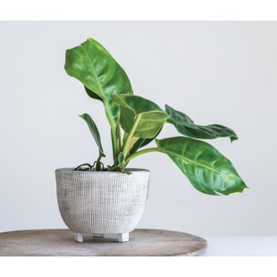 Large Mexican Pots Wayfair Ca Ke Large Distressed Footed Terracotta Pot Planter