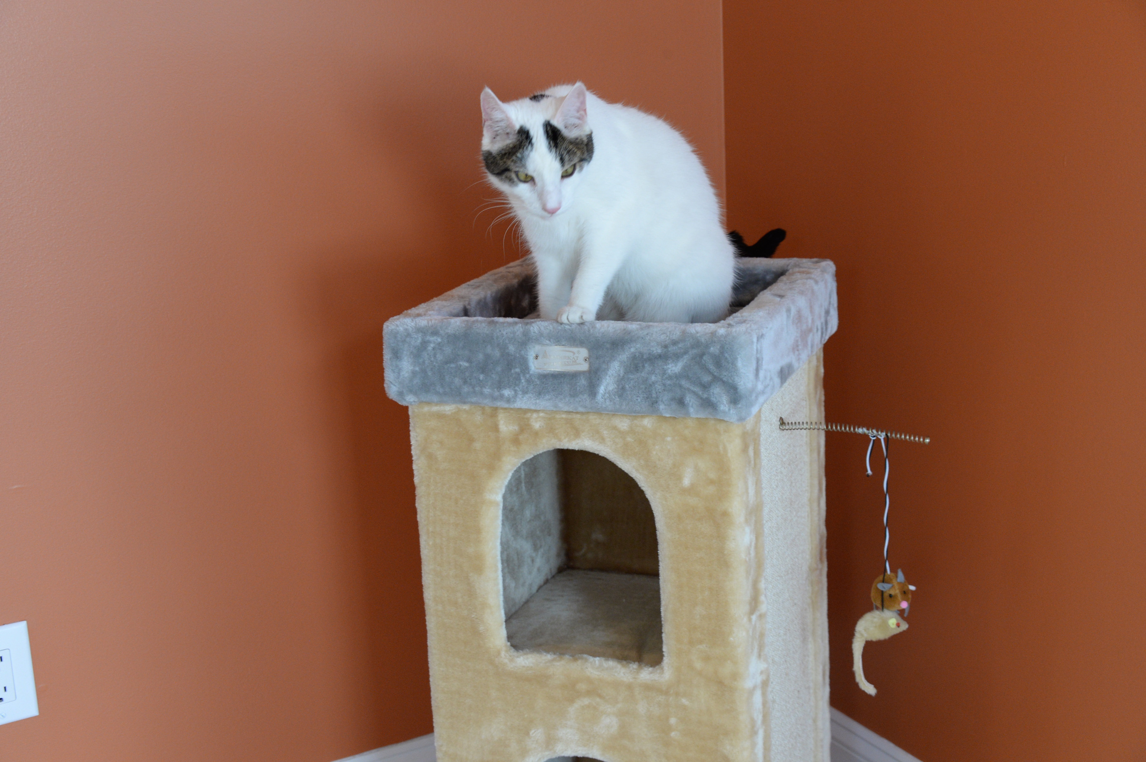 medium sized cat tree