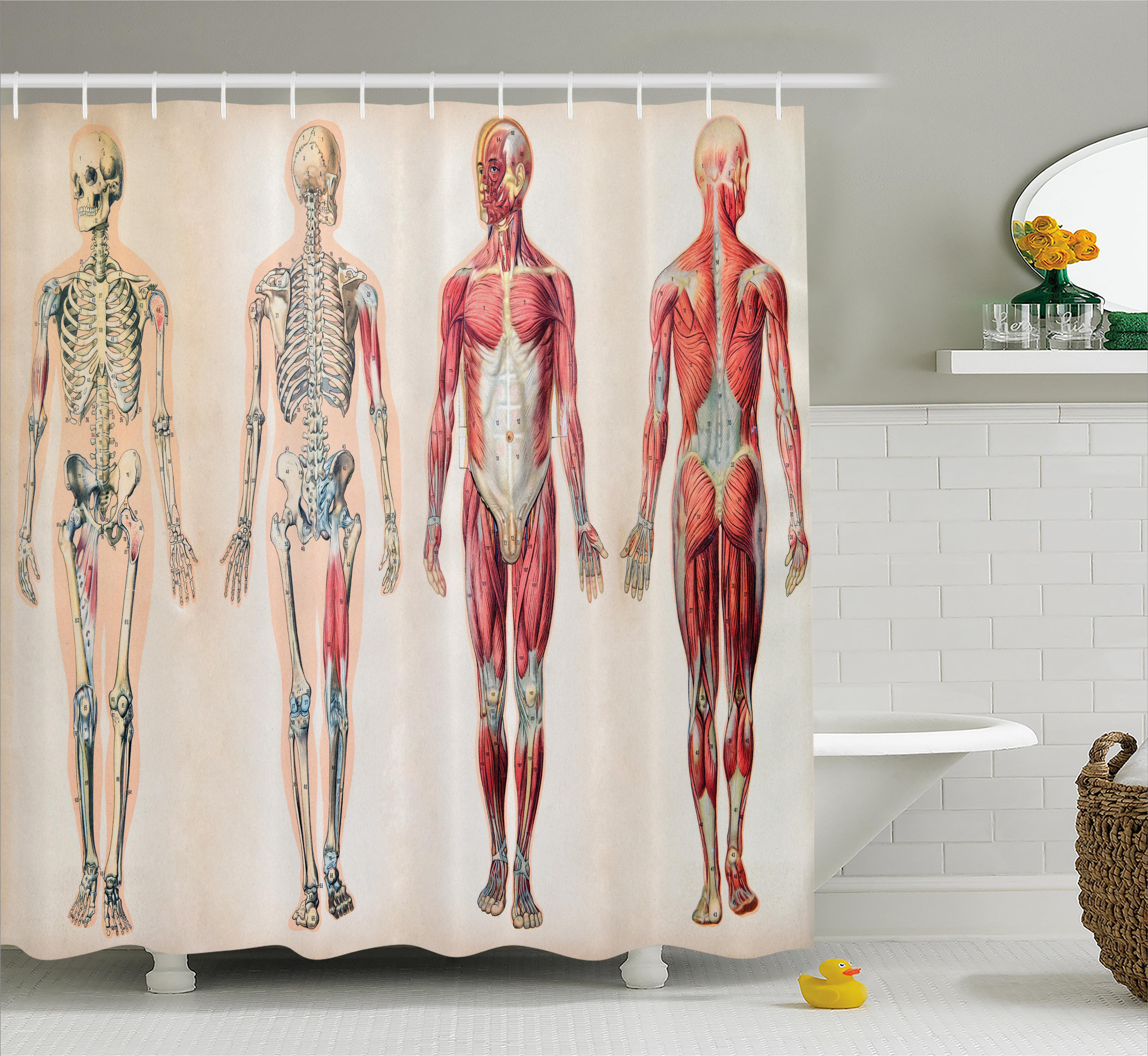 Muscle Chart Back - Ambesonne Human Anatomy Vintage Chart Of Body Front Back Skeleton And Muscle ...