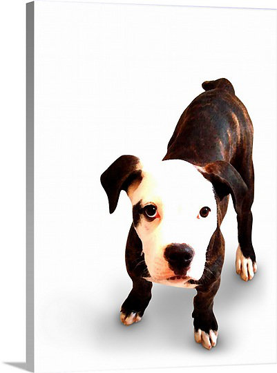 Great Big Canvas Brindle Bull Terrier Puppy By Michael Tompsett Graphic Art Print Wayfair Shop for artwork by michael tompsett. wayfair