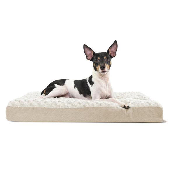 teddy oval dog bed