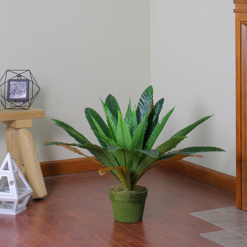 Northlight Decorative Artificial Bird Nest Fern Desk Top Plant In Pot Wayfair