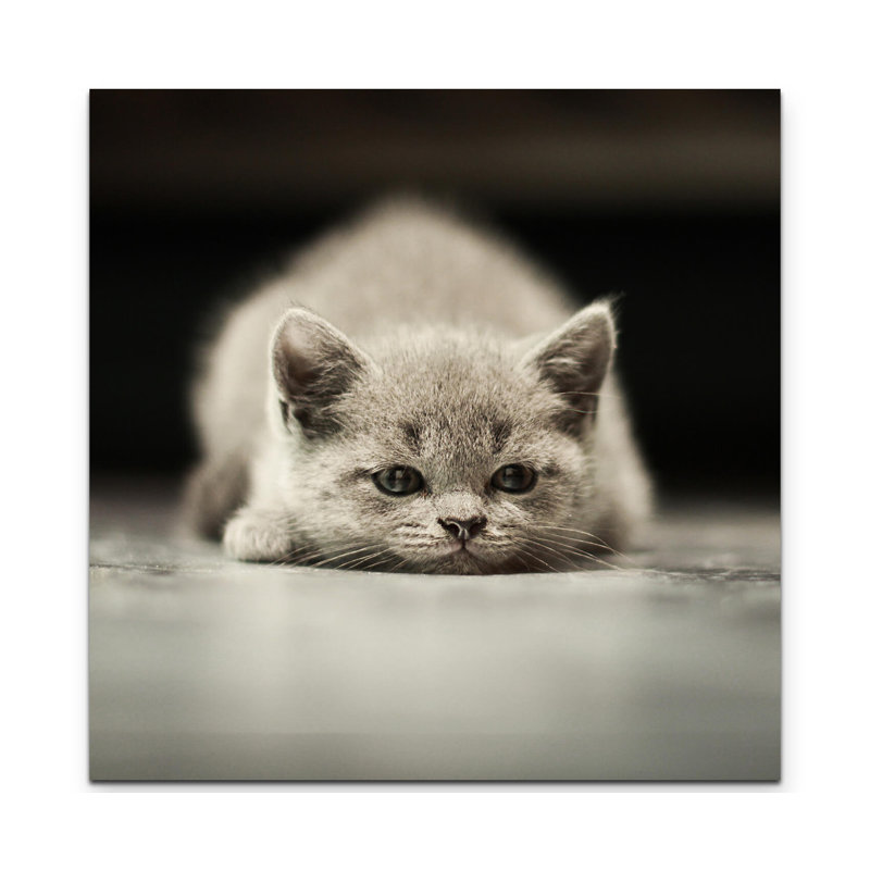 East Urban Home British Shorthair Kitten Against A Black