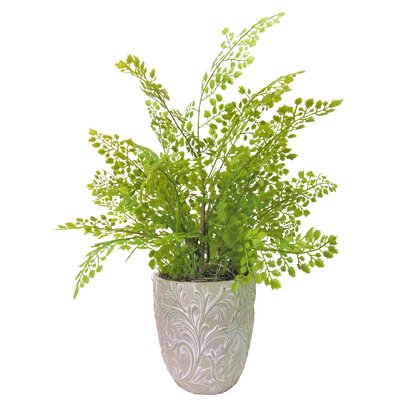 Silk Maidenhair Fern | Wayfair