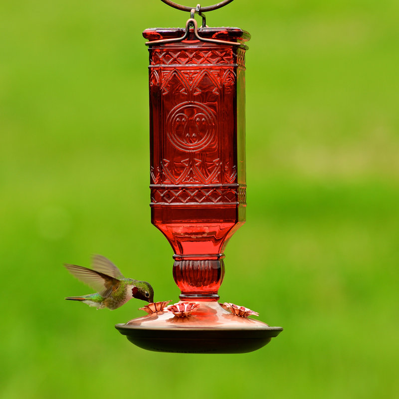 Perky Pet Hummingbird Feeder Reviews Wayfair
