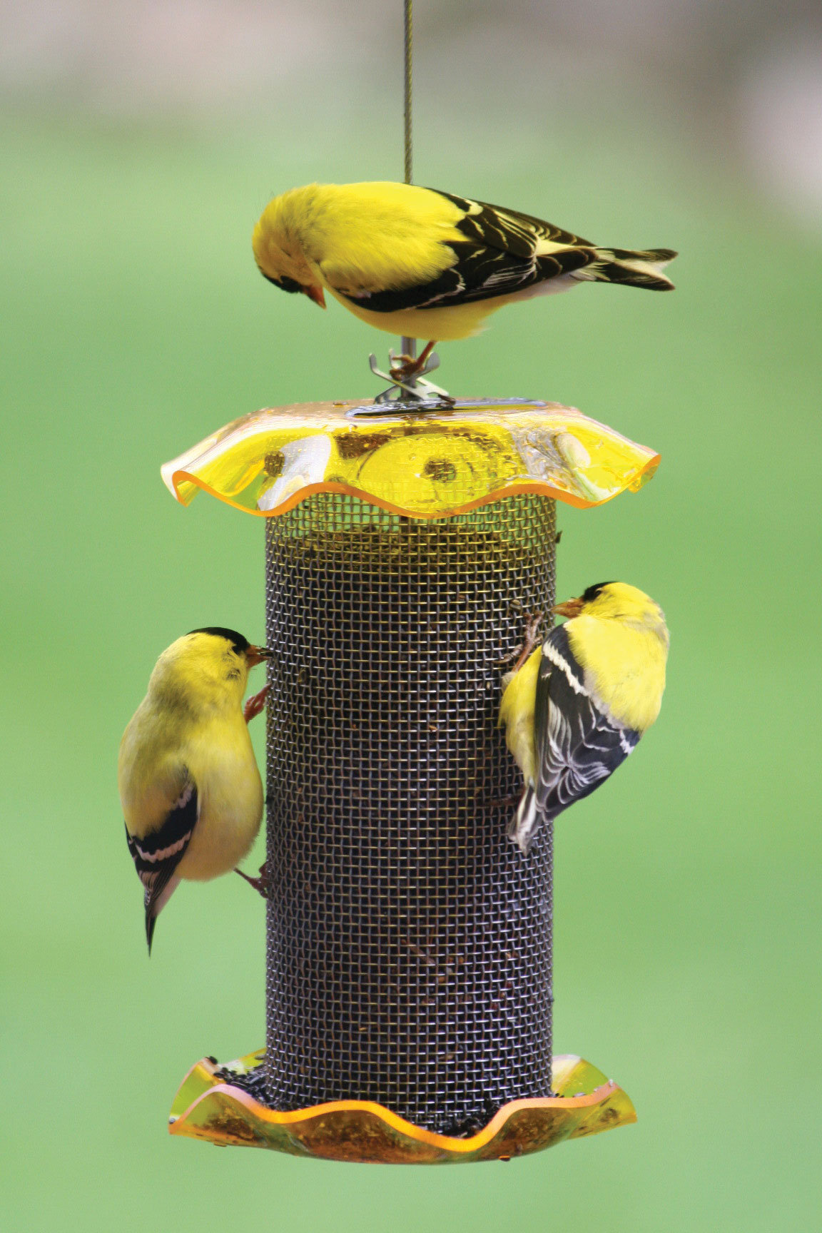 nyjer thistle bird feeder