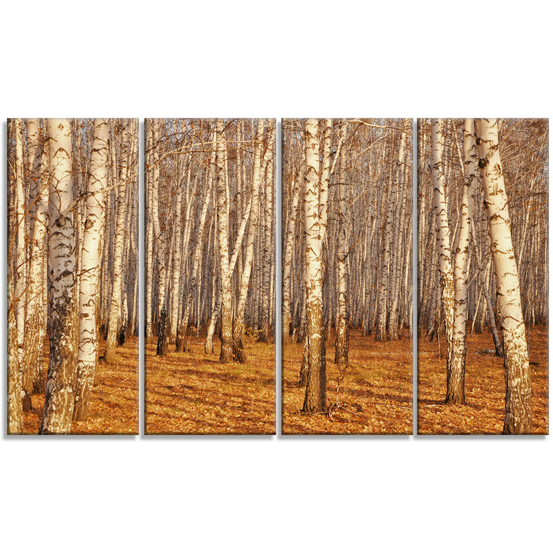 Designart Dense Birch Forest In The Fall 4 Piece Photographic Print On Wrapped Canvas Set Wayfair