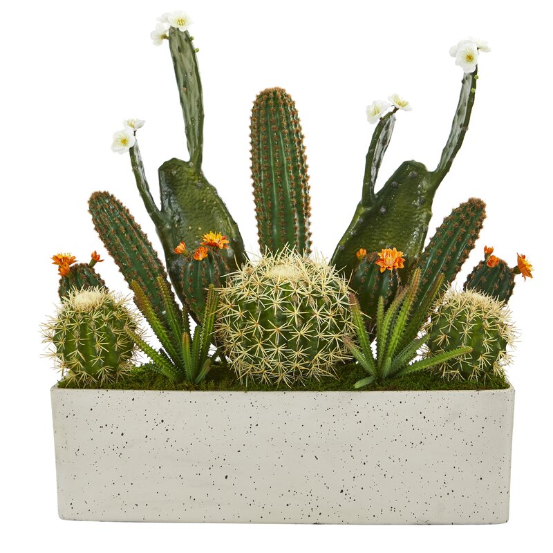 Artificial cactus plants near me information