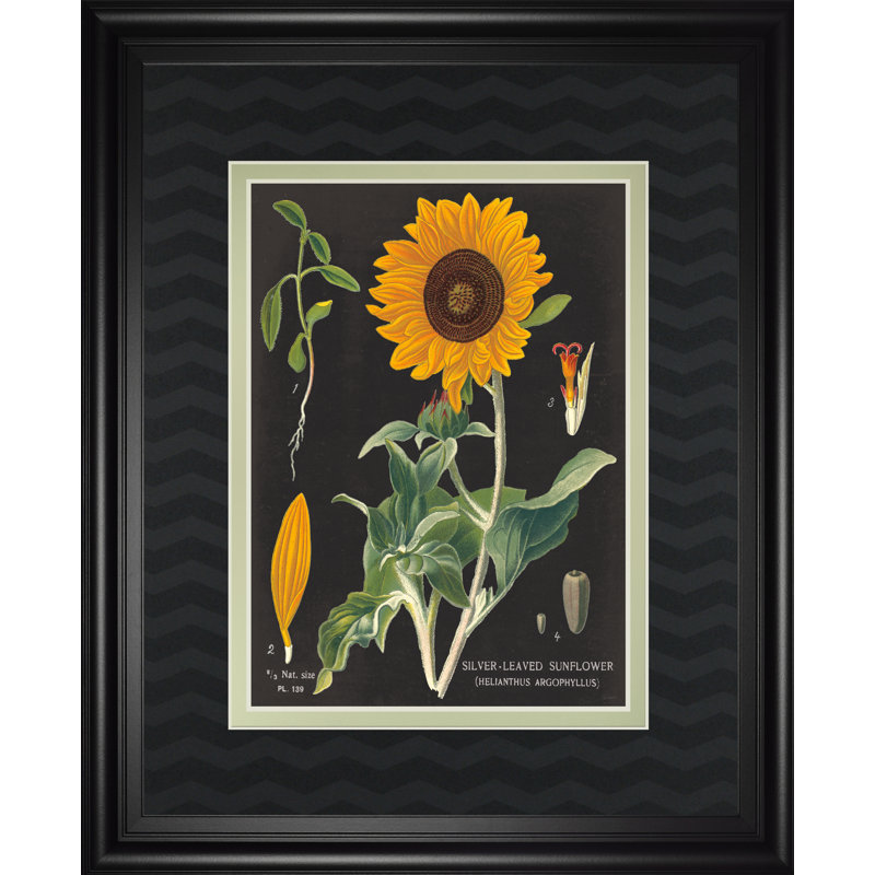 Classyartwholesalers Sunflower Chart By Sue Schlabach Framed