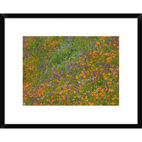 Global Gallery California Poppy And Desert Bluebell Carpeting A Spring Hillside California Framed Photographic Print Wayfair