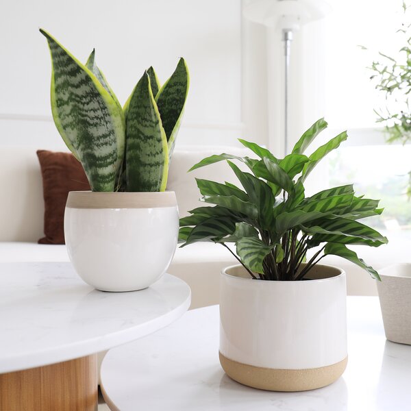 Hippopotamus Succulent Cactus Resin Flower Pots Mini Planter for Indoor Office 