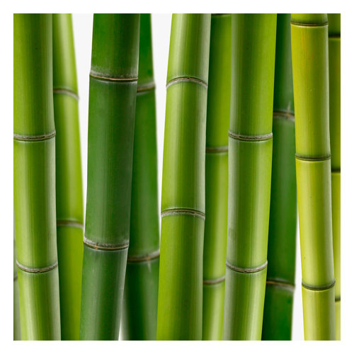 Bamboo Plants 3.36m x 3.36m Textured Matte Peel & Stick Wall Mural East Urban Home