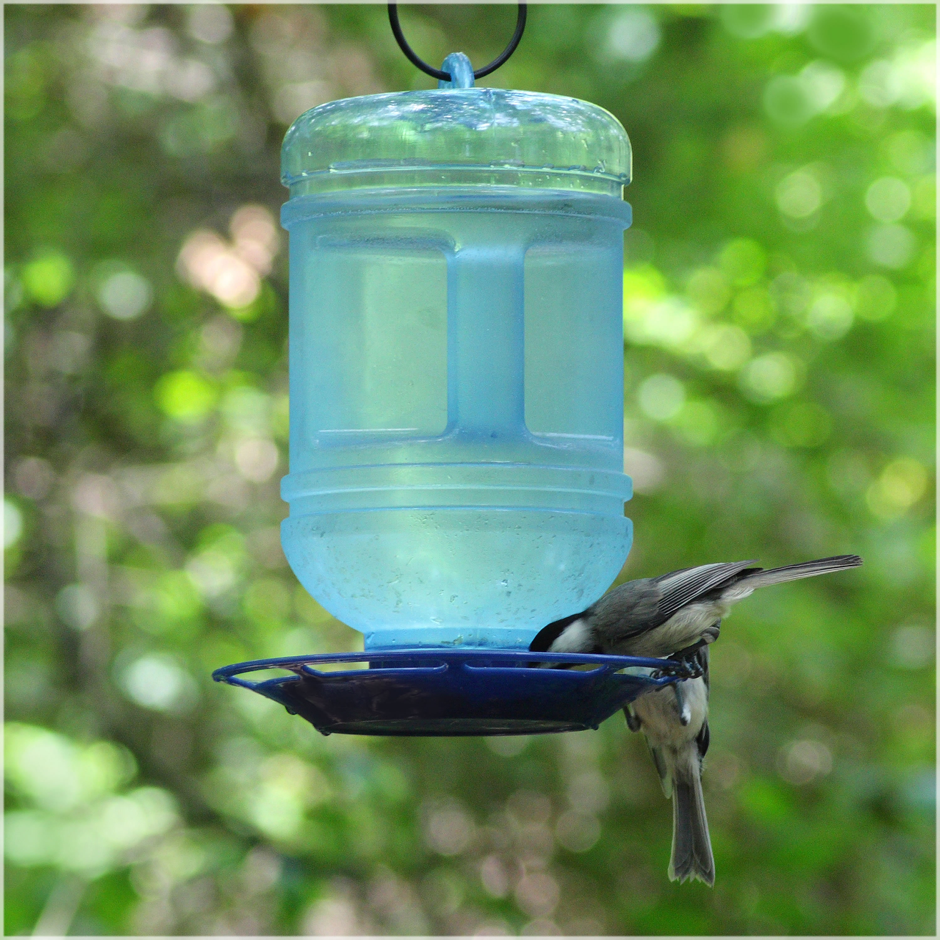 Perky Pet Water Cooler Hummingbird Feeder Reviews Wayfair