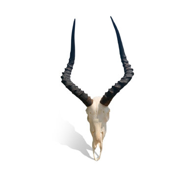 Real Impala Antelope Skull