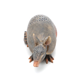Armadillo Statue Wayfair