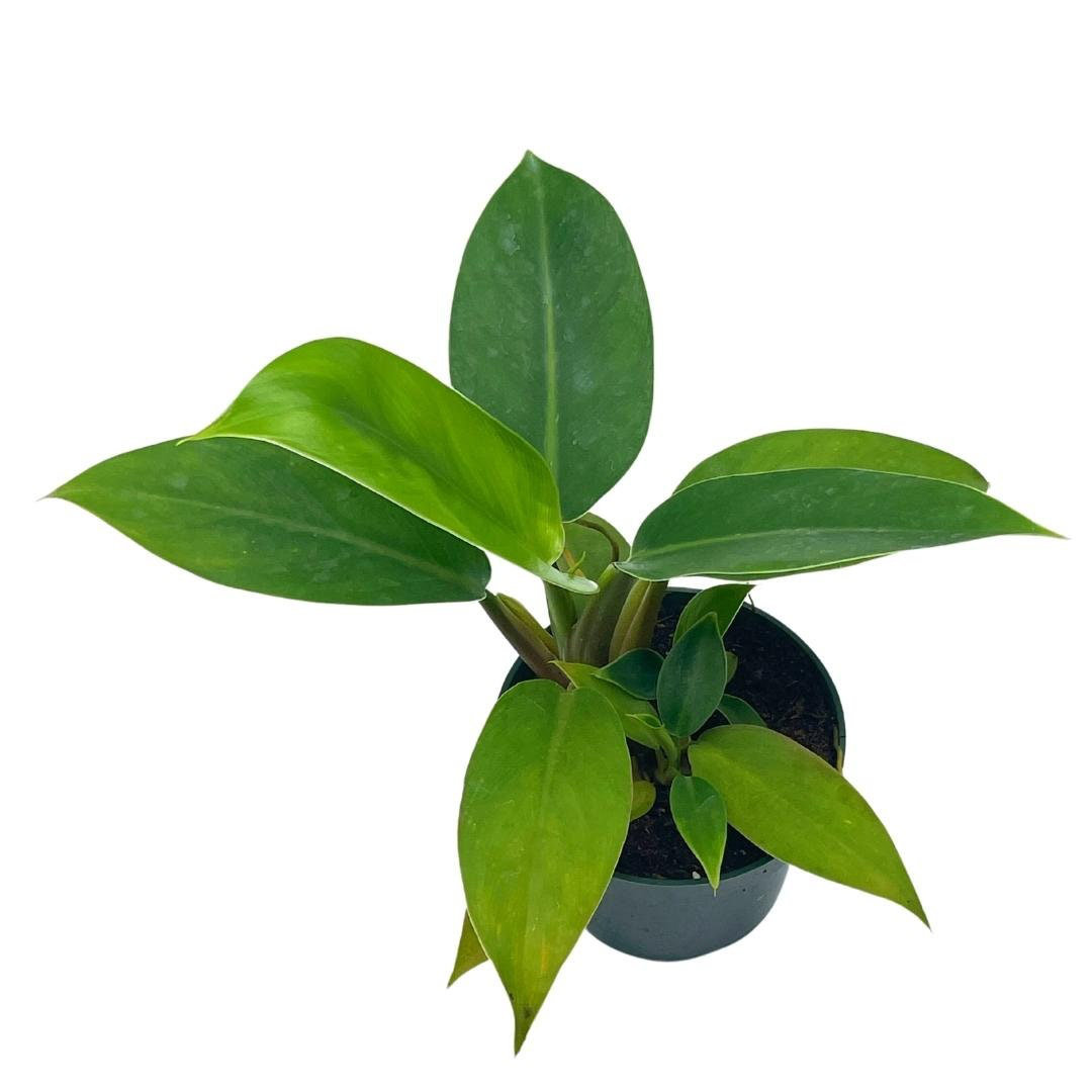 Florida House Plants Live Philodendron Low Maintenance Plant in Pot ...