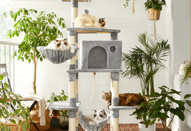 Top-Rated Cat Trees
