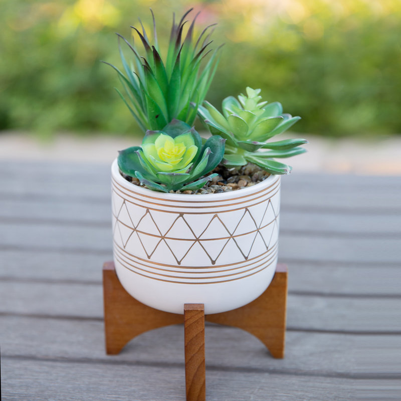 Bungalow Rose Succulent Plant In Pot Reviews Wayfair