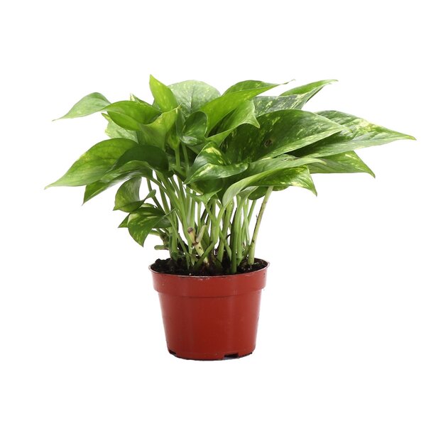 Thorsen's Greenhouse Live Pothos Plant & Reviews | Wayfair