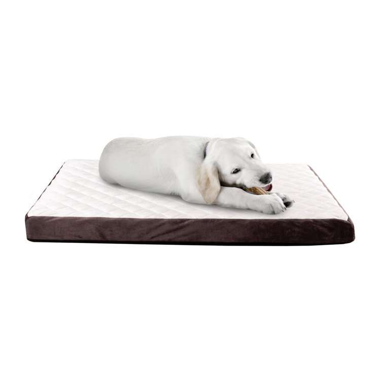 odor proof dog bed