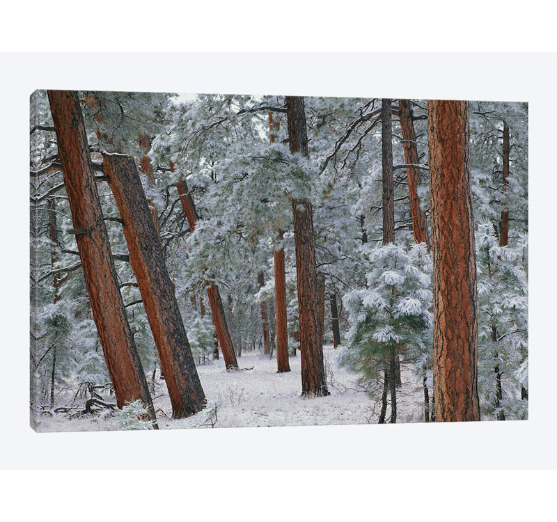 East Urban Home Ponderosa Pine Trees With Snow Grand Canyon National Park Arizona Ii Photographic Print On Canvas Wayfair