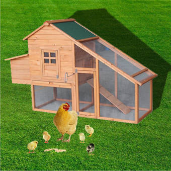 Tucker Murphy Pet Jill Backyard Wooden Chicken Coop With Nest Box