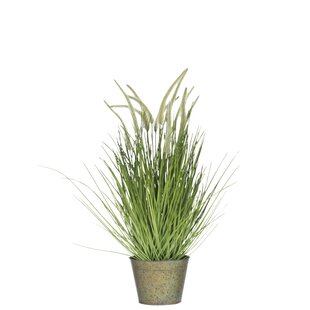 Great Deals Grasses And Tails Floor Cedar Grass In Pot