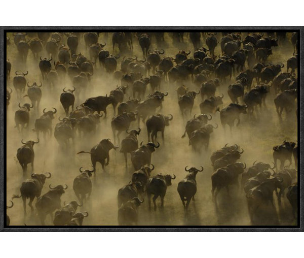 East Urban Home Cape Buffalo Herd Stampeding Framed Photographic Print On Canvas Wayfair