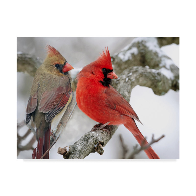 Millwood Pines Cardinal Couple In Snow Acrylic Painting Print On