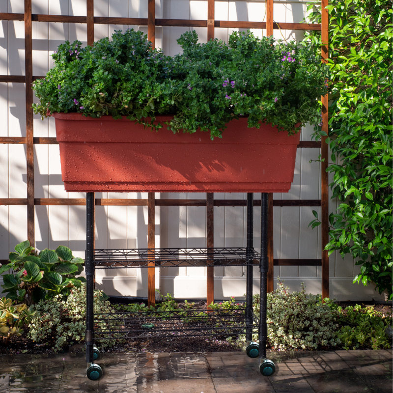 Freeport Park Hednesford 1 5 Ft X 3 Ft Plastic Raised Garden Reviews Wayfair