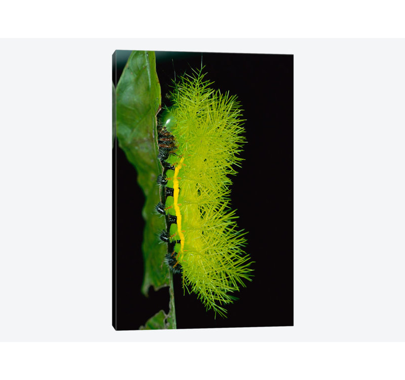 East Urban Home Cup Moth Caterpillar Has Poisonous Spines For