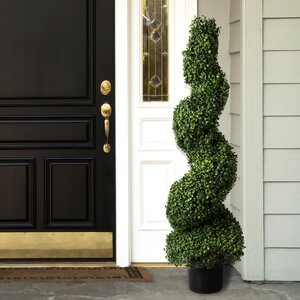 Boxwood Spiral Topiary in Pot