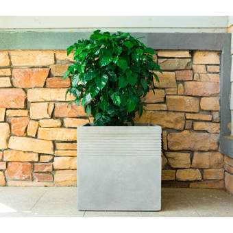 17 Stories Perrytown Concrete Planter Box Wayfair