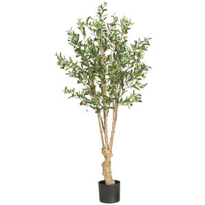 Olive Tree in Pot