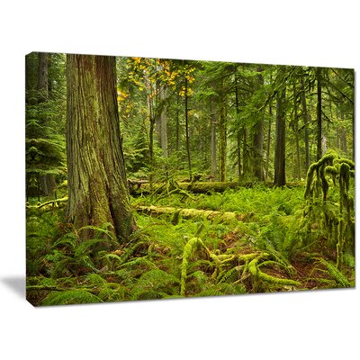 'Lush Rainforest in Cathedral Grove' Photographic Print on Wrapped Canvas Millwood Pines Size: 30