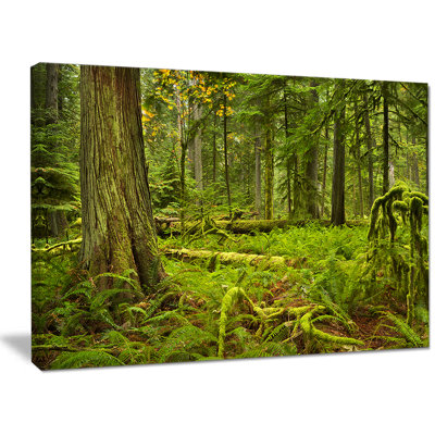 'Lush Rainforest in Cathedral Grove' Photographic Print on Wrapped Canvas Millwood Pines Size: 30