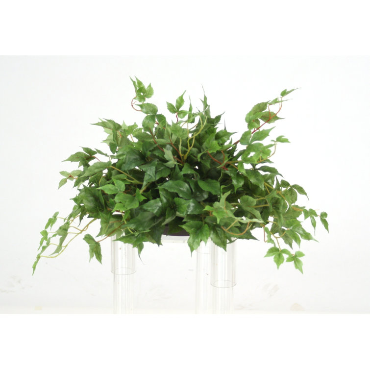 Distinctive Designs Maple Ivy Greenery Desk Top Plant In Planter Wayfair
