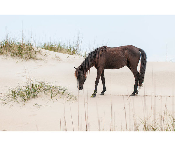 East Urban Home Lone Banker Horse On The Beach Photographic Print On Canvas Wayfair