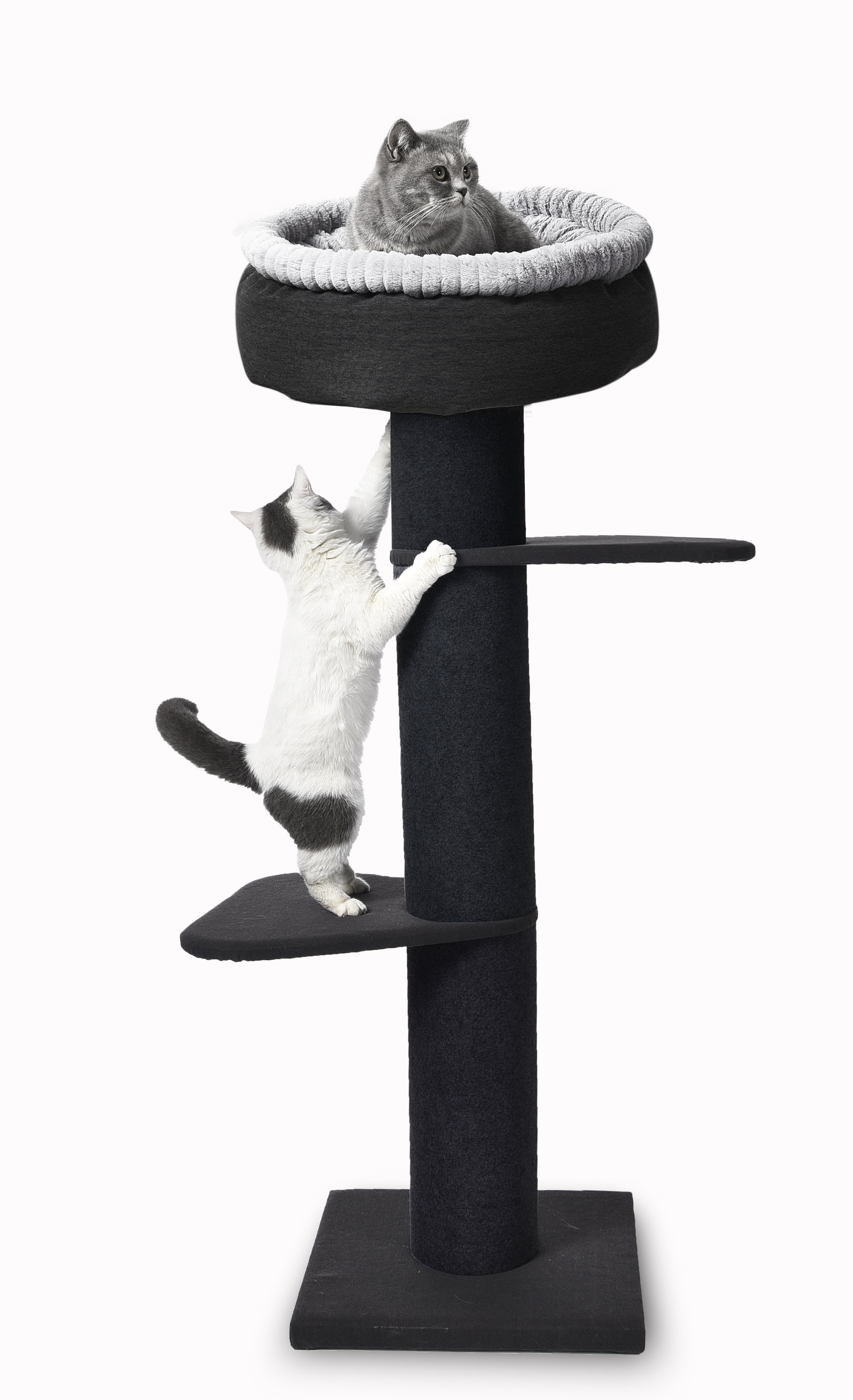 hillary high sleeper cat post