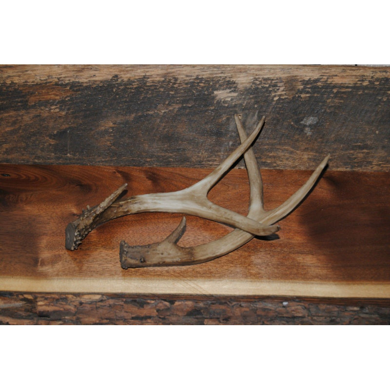 Union Rustic Faux Taxidermy Table Top Antler Shed Wall Decor
