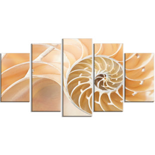 Nautilus Shell Wall Art Wayfair