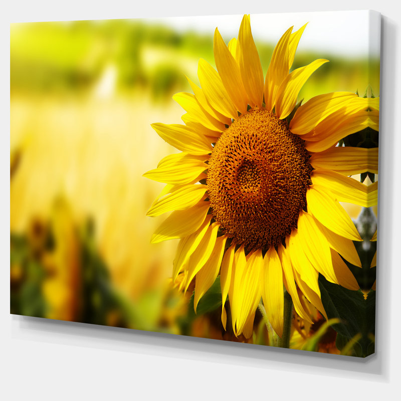 Designart Beautiful Tuscany Sunflower Photographic Print On