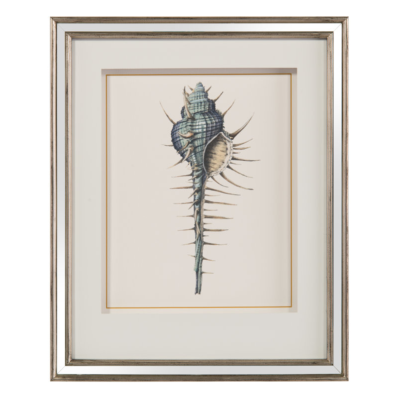 John Richard Shell Study I Framed Watercolor Painting Print