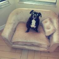 constantine quicksilver dog sofa