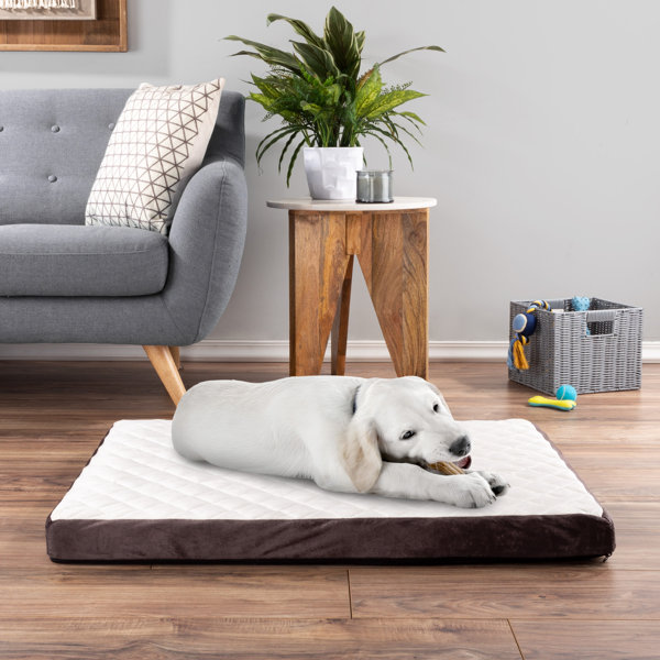 odor resistant dog bed