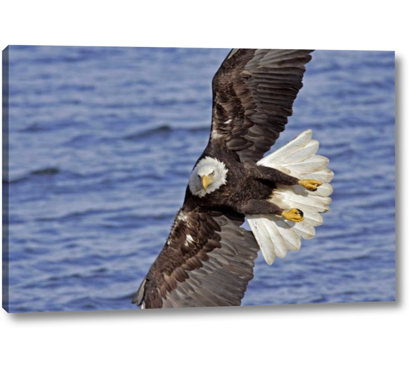 Millwood Pines Usa Alaska Homer Bald Eagle Diving Above Water Photographic Print On Wrapped Canvas Wayfair