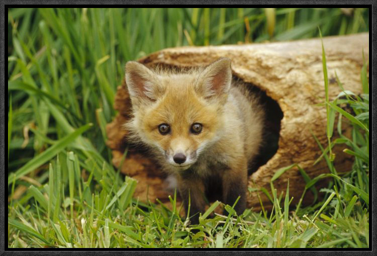 East Urban Home Red Fox Kit Framed Photographic Print On Canvas Wayfair
