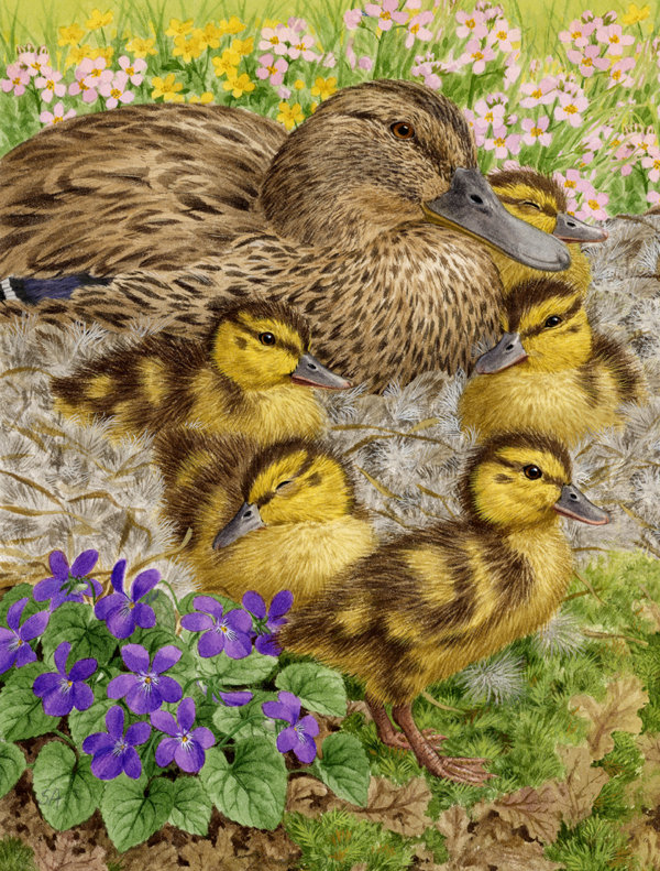 Caroline S Treasures Female Mallard Duck And Duckling 2 Sided