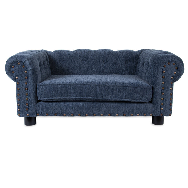 blue dog sofa